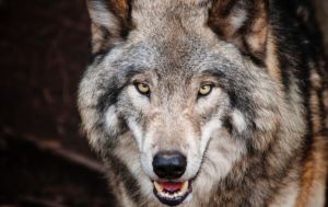 mission-wolf